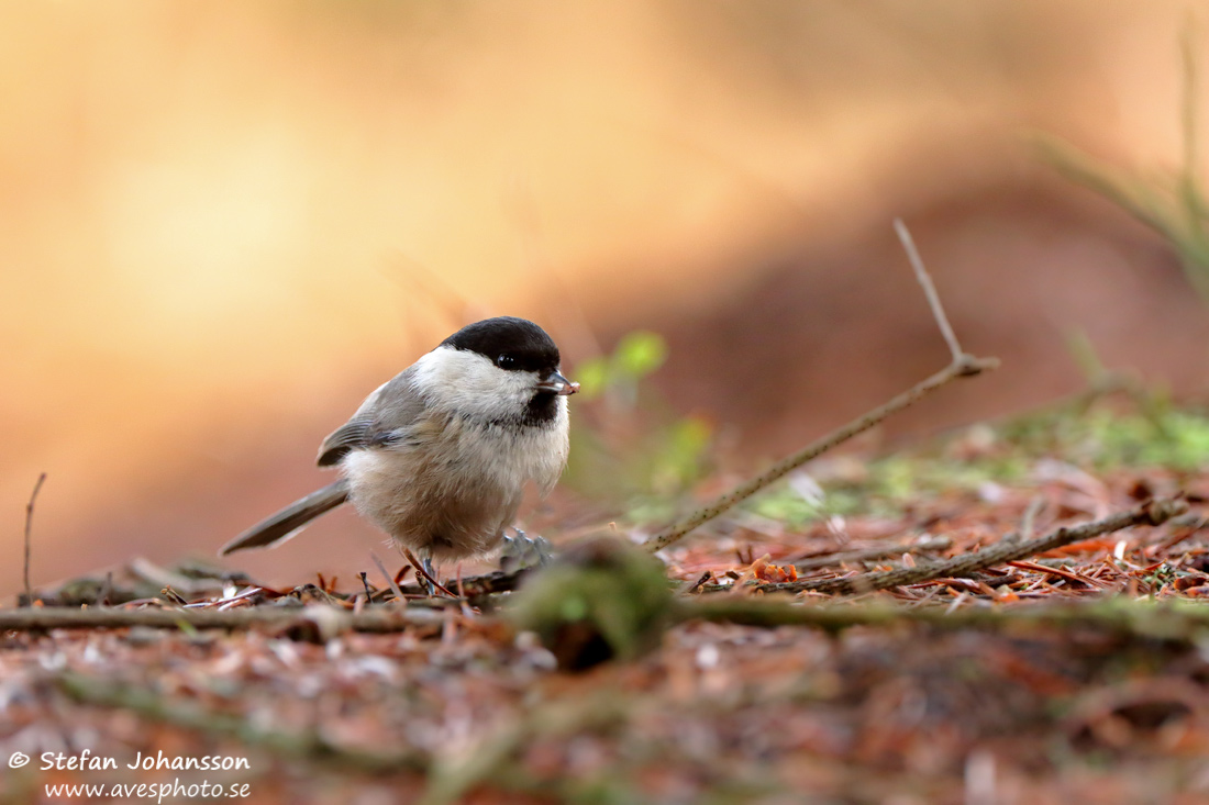 Talltita / Willow Tit 