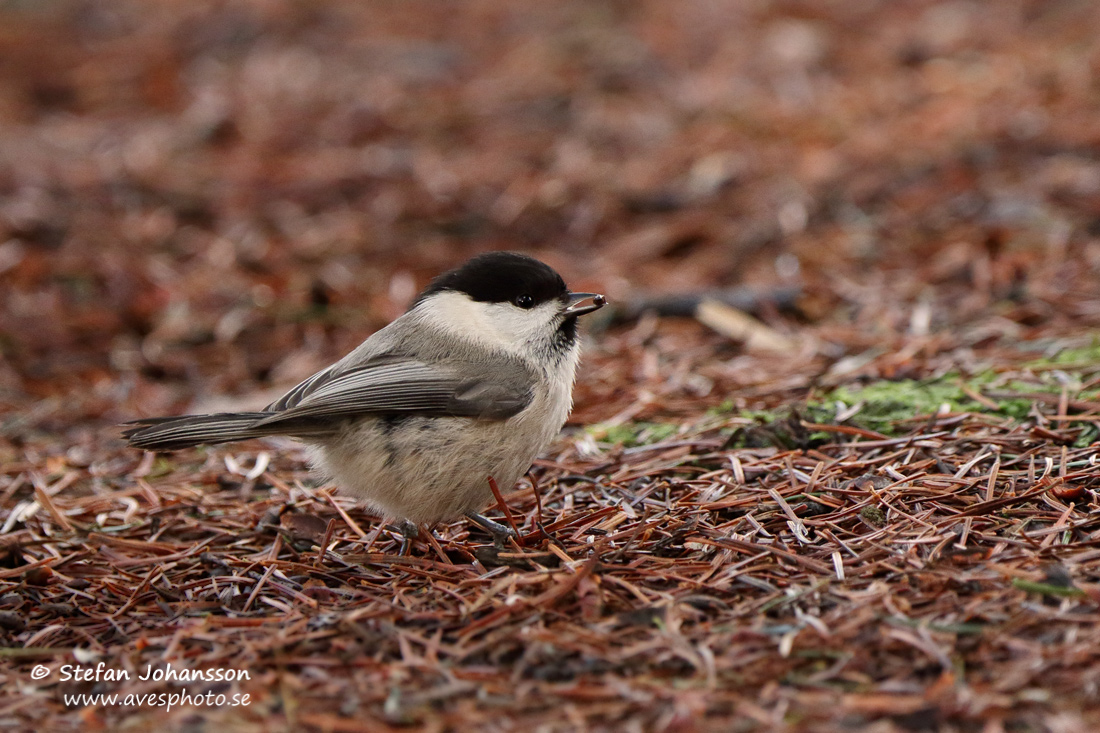 Talltita / Willow Tit Parus montanus 