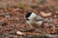 Talltita / Willow Tit Parus montanus 