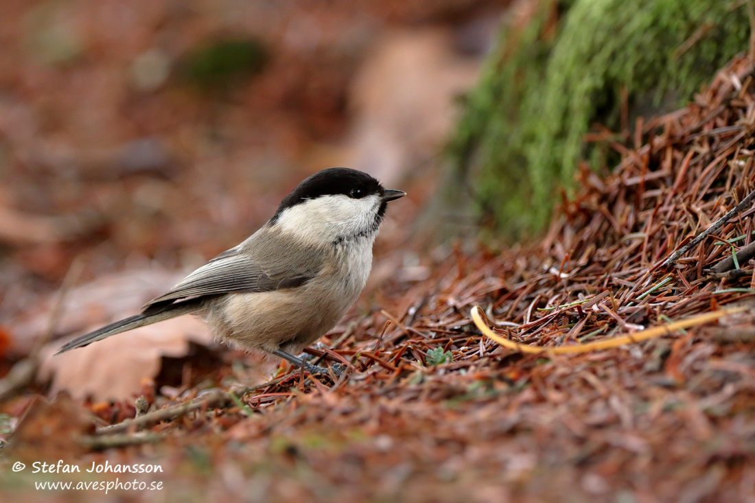 Talltita / Willow Tit 