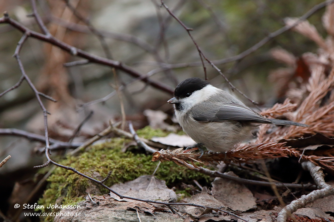 Talltita / Willow Tit 