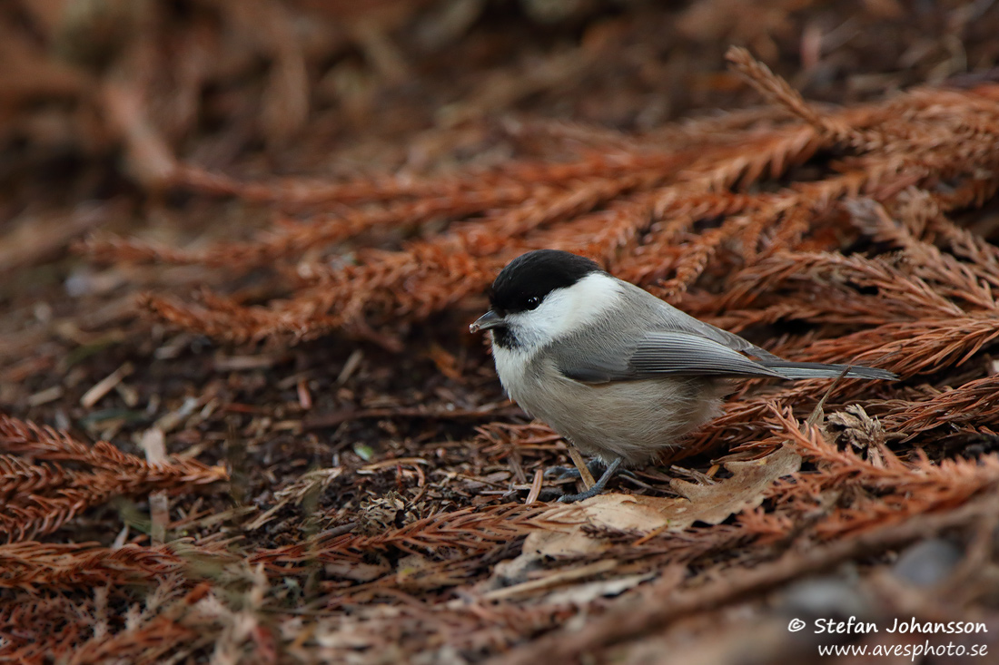 Talltita / Willow Tit 