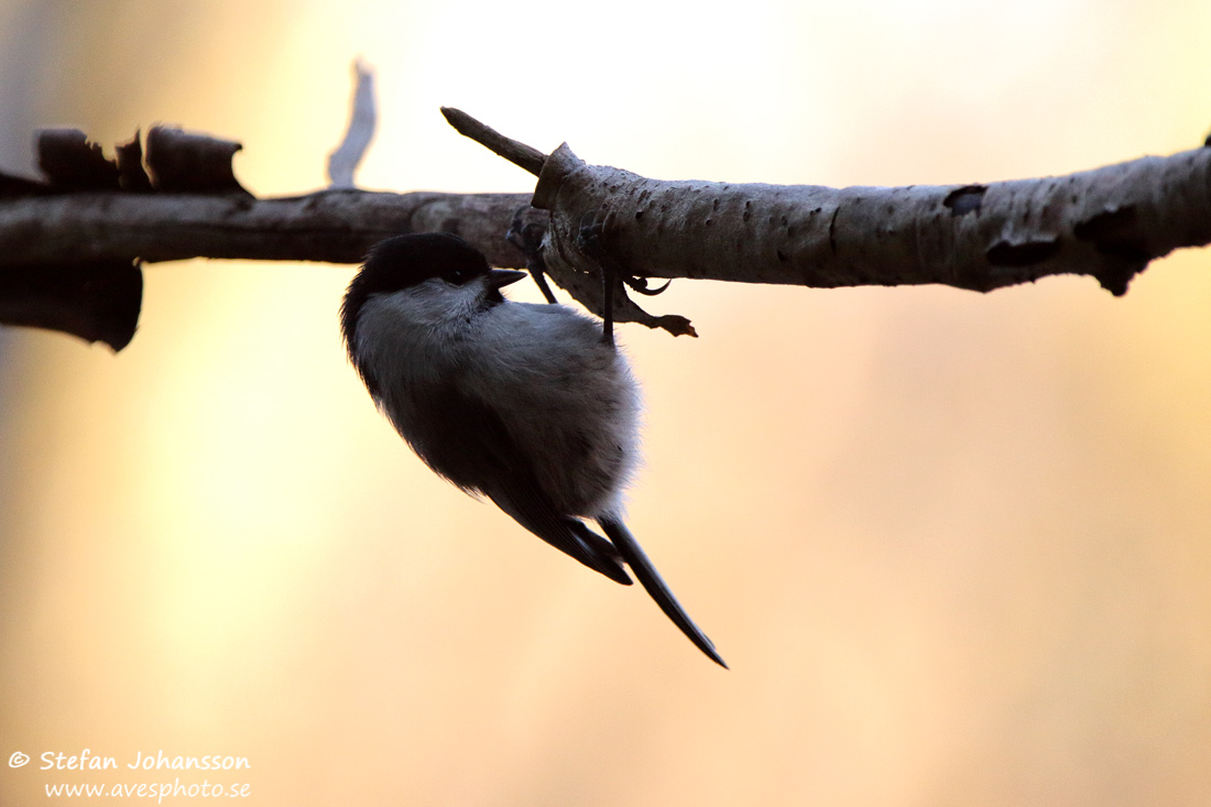 Talltita / Willow Tit 