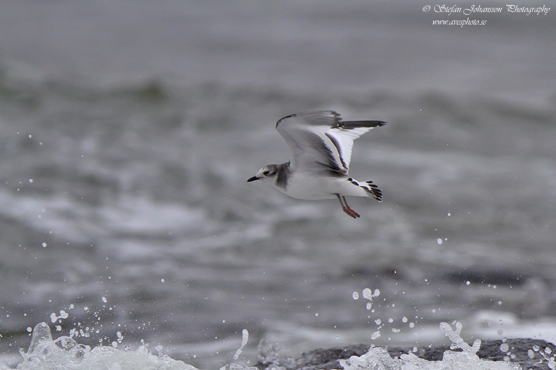 Trnms / Sabines Gull Larus sabini 