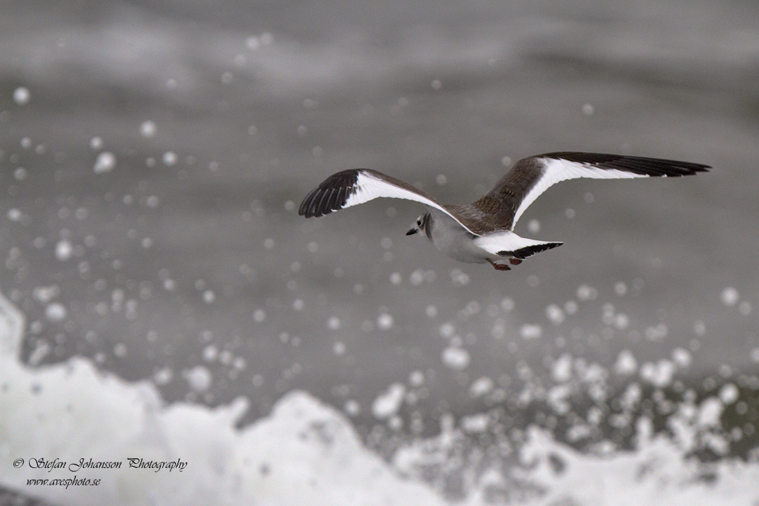 Trnms / Sabines Gull Larus sabini 