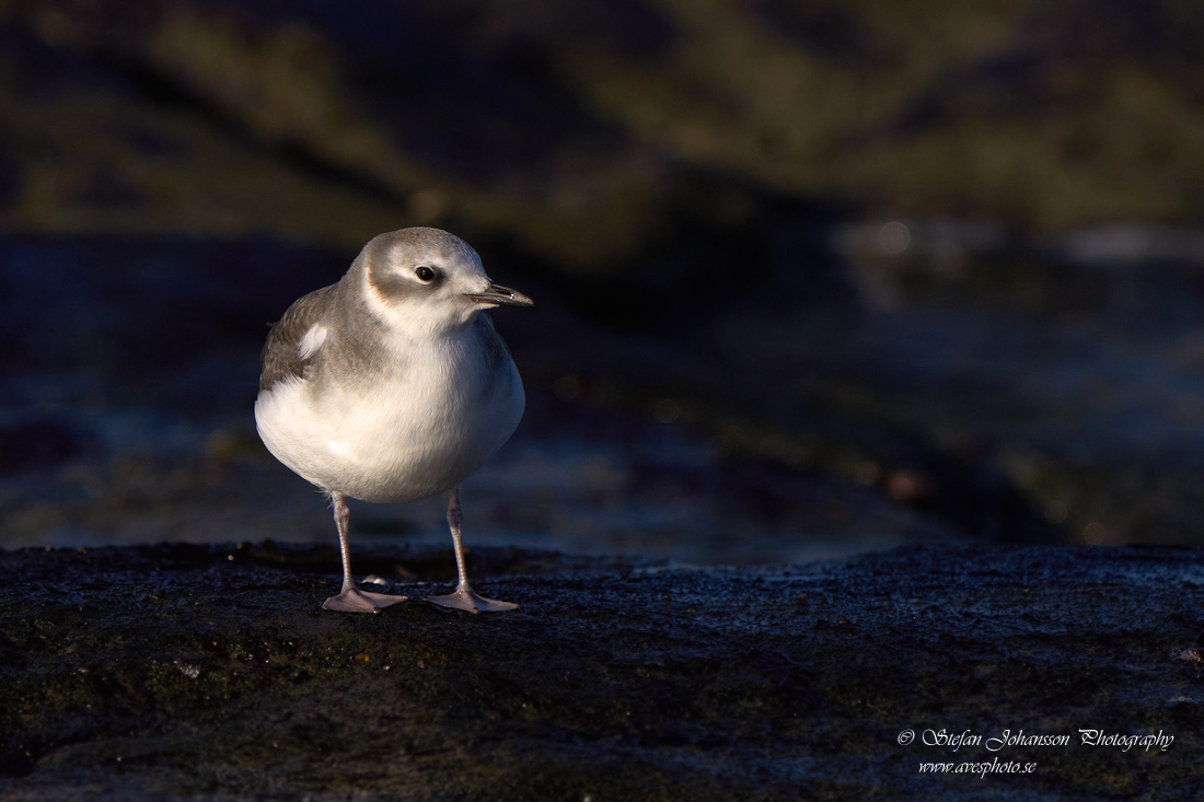 Trnms / Sabines Gull Larus sabini 