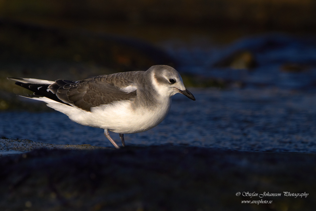 Trnms / Sabines Gull Larus sabini 