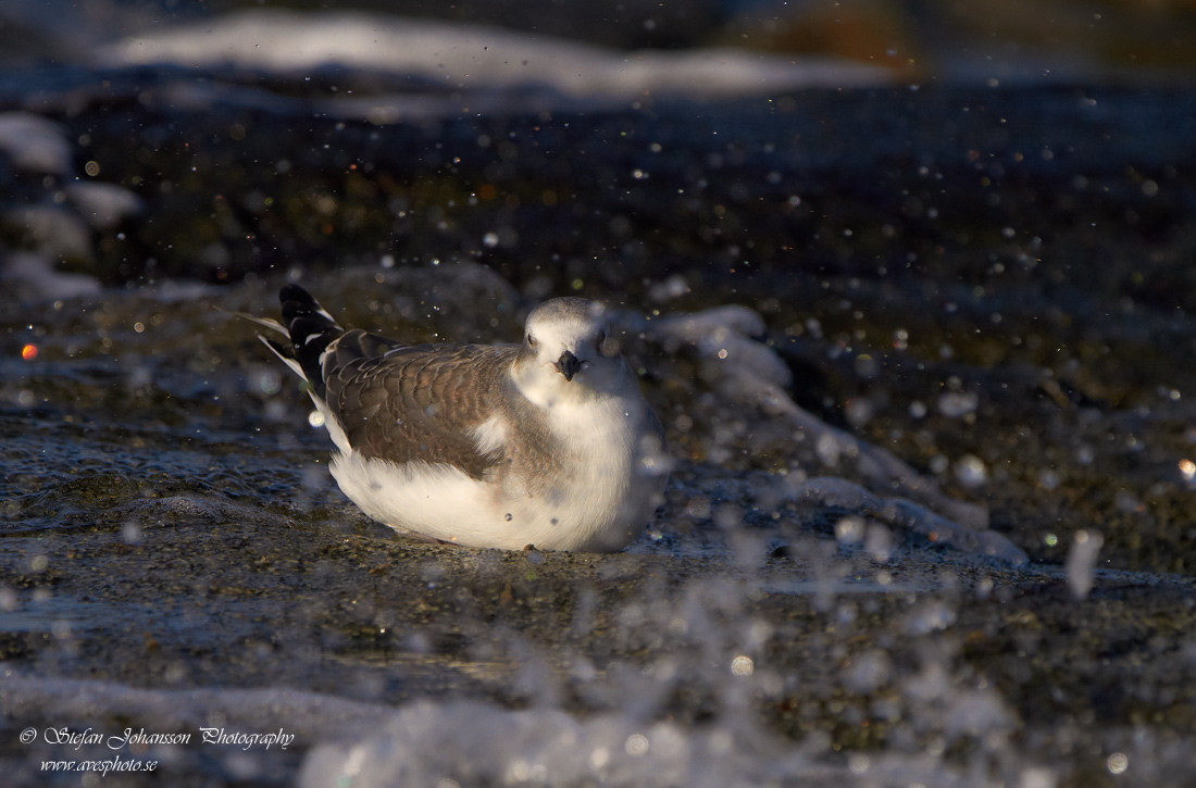 Trnms / Sabines Gull Larus sabini 