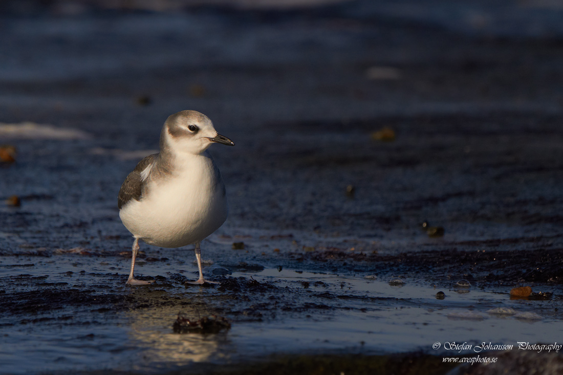 Trnms / Sabines Gull Larus sabini 