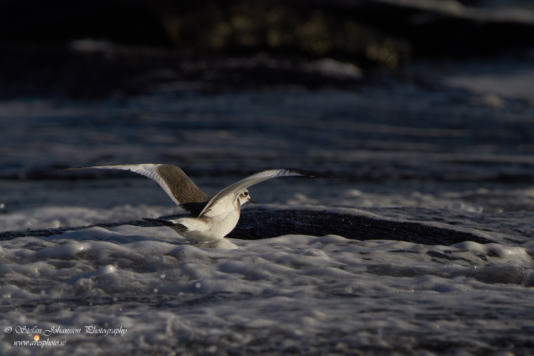 Trnms / Sabines Gull Larus sabini 