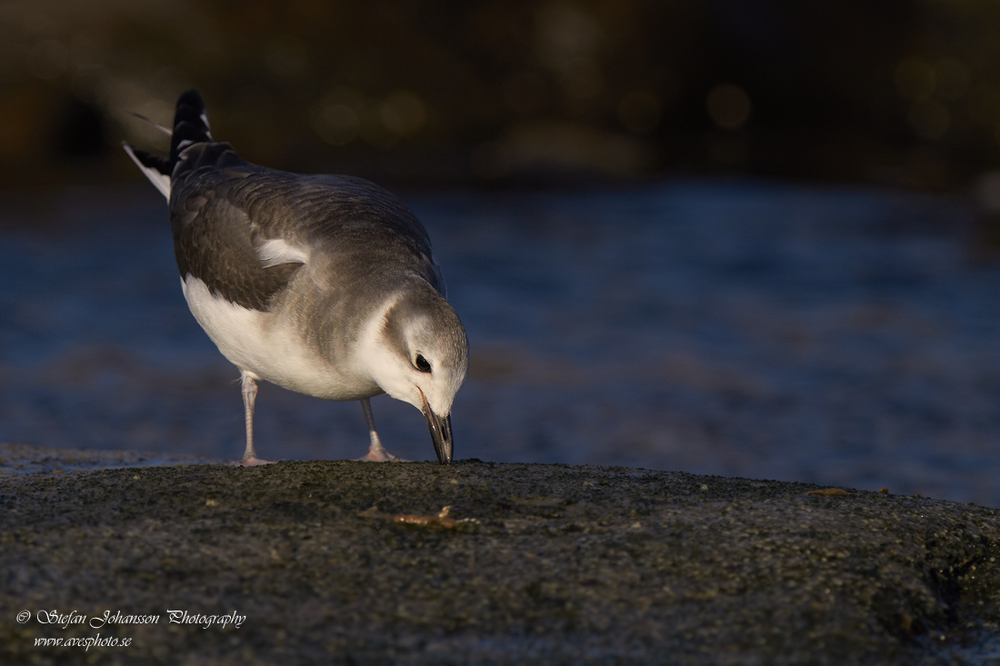 Trnms / Sabines Gull Larus sabini 