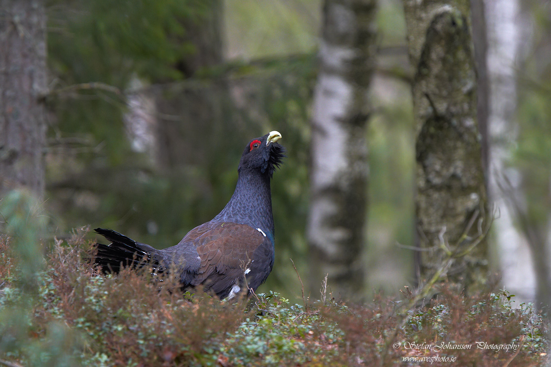 Tjäder / Capercaillie Tetrao urogallus  