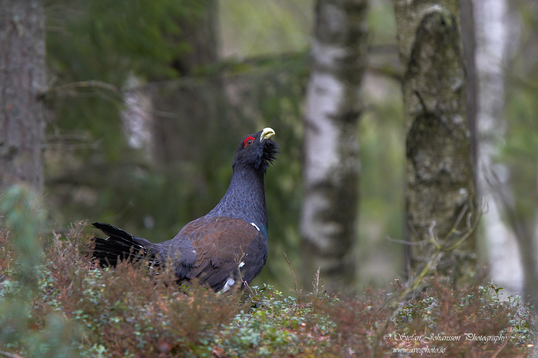 Tjder / Capercaillie Tetrao urogallus  