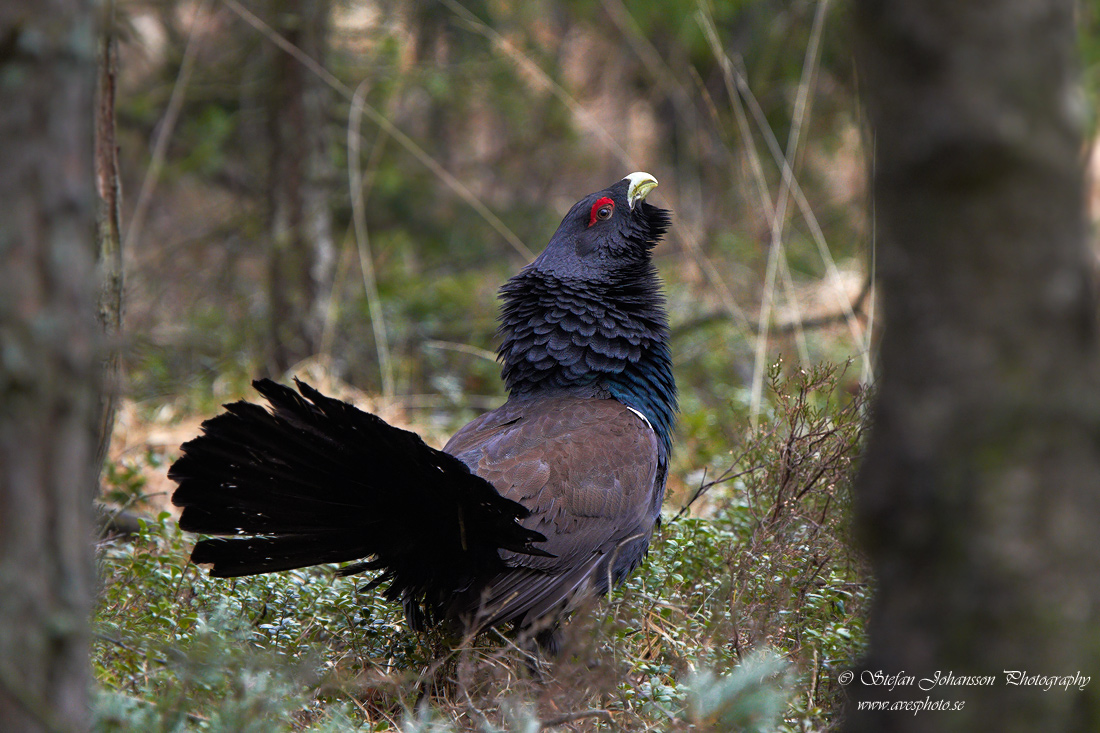 Tjäder / Capercaillie Tetrao urogallus  