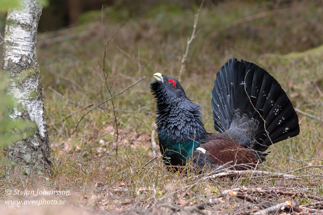 Tjder / Capercaillie 