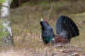 Tjder / Capercaillie Tetrao urogallus  