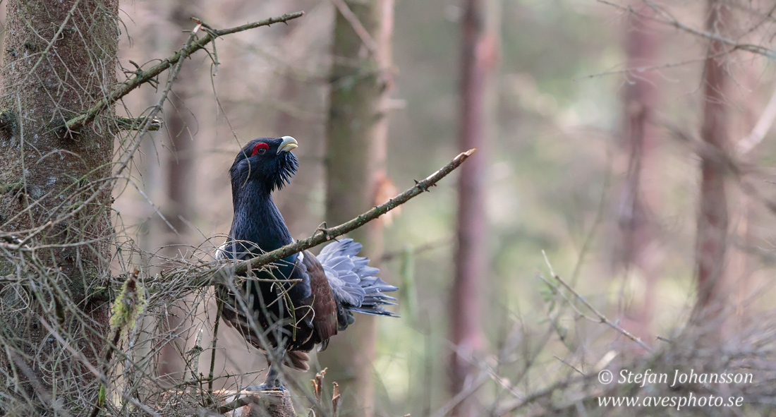 Tjder / Capercaillie Tetrao urogallus  