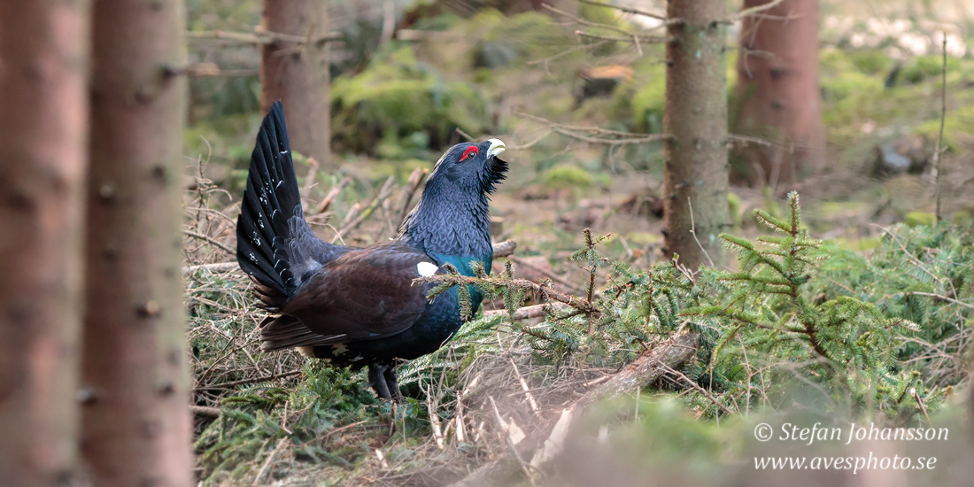 Tjder / Capercaillie Tetrao urogallus  