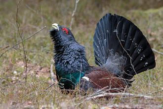 Tjäder / Capercaillie 