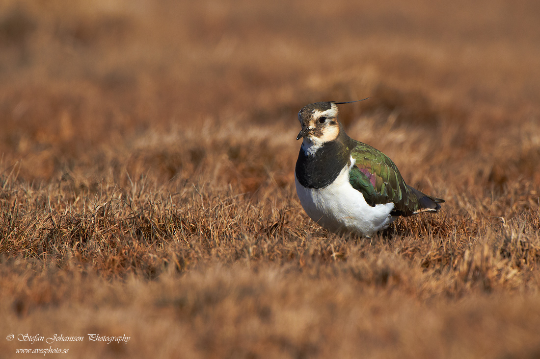 Tofsvipa / Lapwing  Vanellus vanellus 