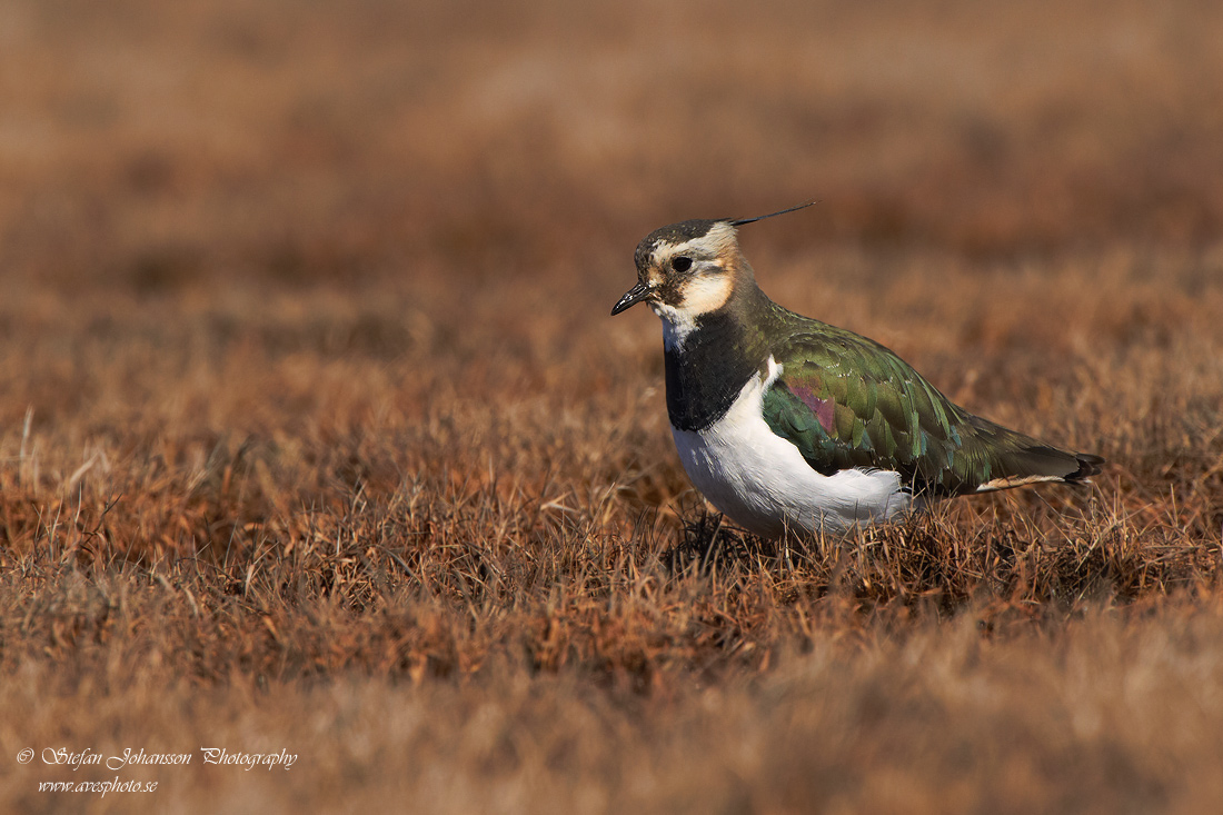 Tofsvipa / Lapwing  Vanellus vanellus 