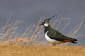 Tofsvipa / Lapwing  Vanellus vanellus 