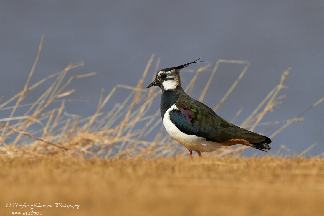 Vanellus vanellus 