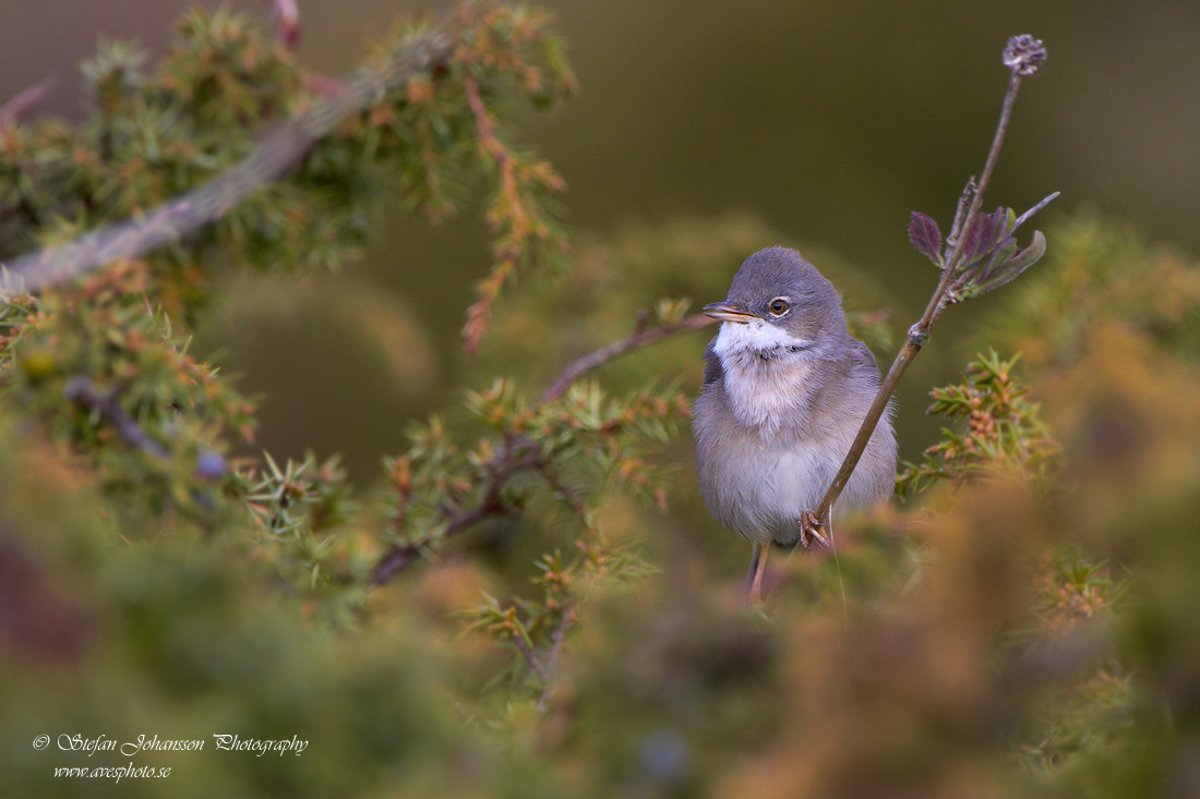 Trnsngare / Whitethroat Sylvia communis 