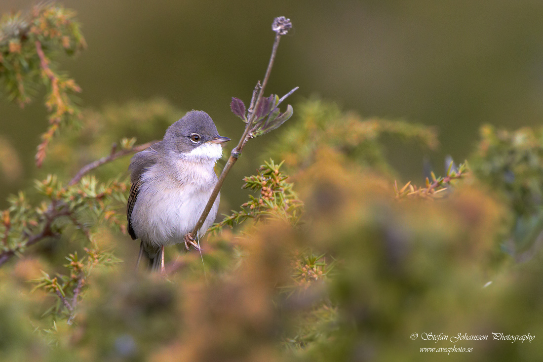 Trnsngare / Whitethroat Sylvia communis 