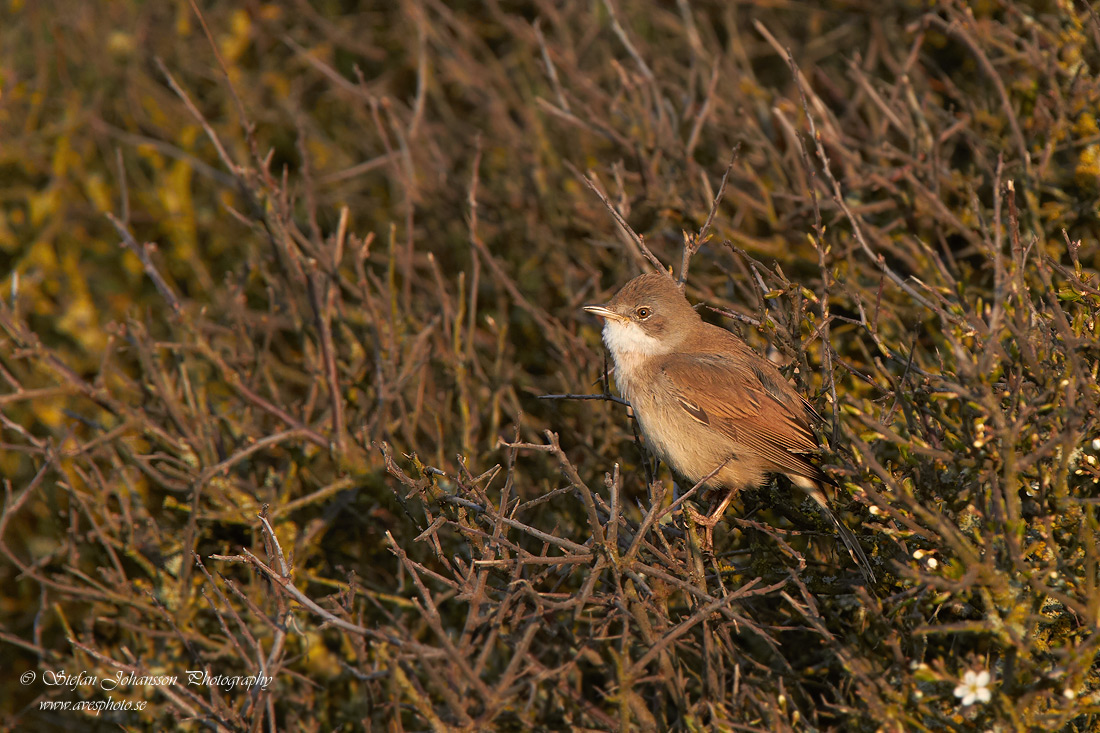 Trnsngare / Whitethroat Sylvia communis 