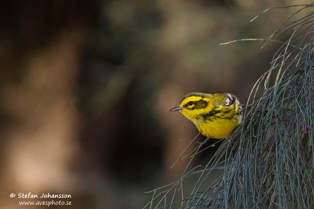 Townsend's Warbler Dendroica townsendi