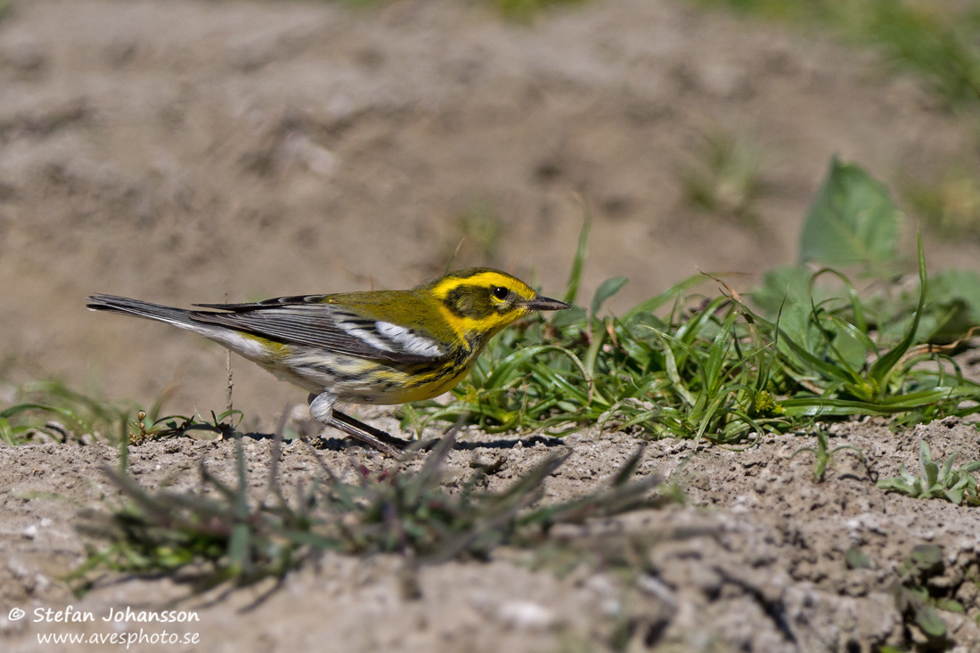 Townsend's Warbler Dendroica townsendi