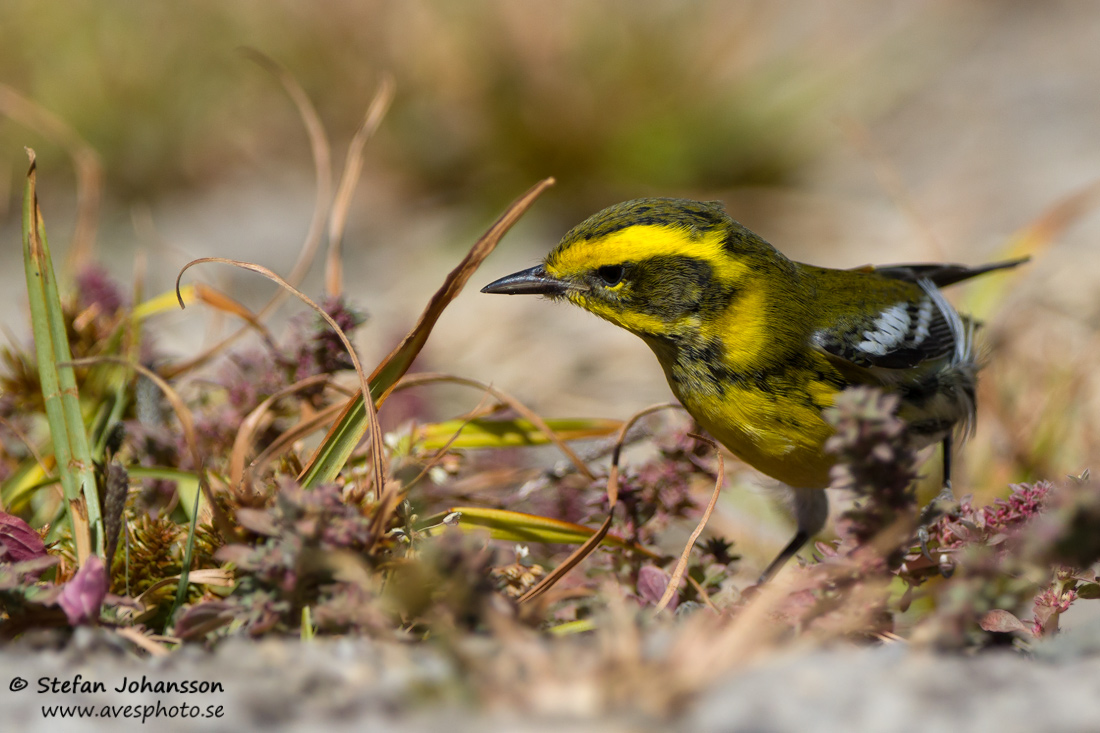 Townsend's Warbler Dendroica townsendi