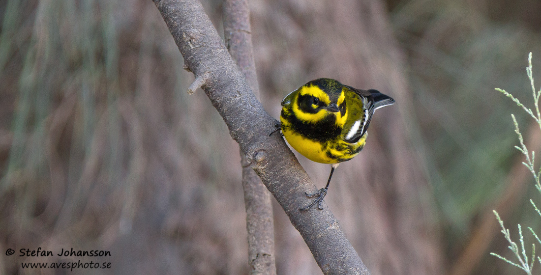 Townsend's Warbler Dendroica townsendi