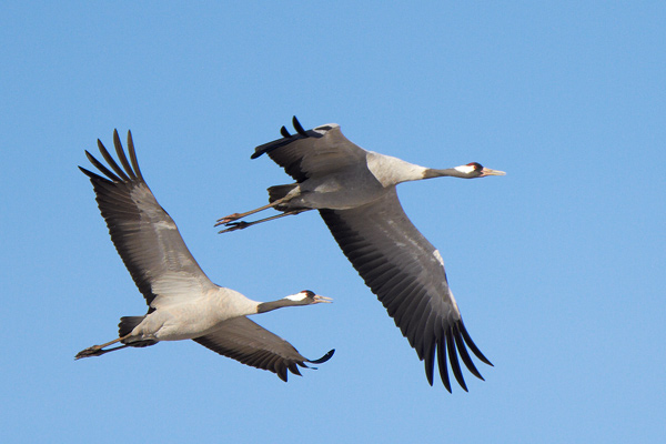 Trana / Crane Grus grus 