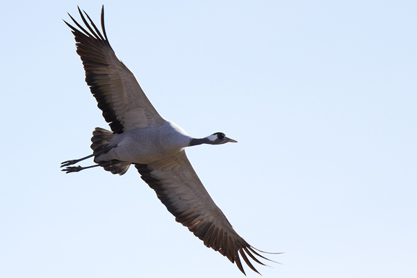 Trana / Crane Grus grus 