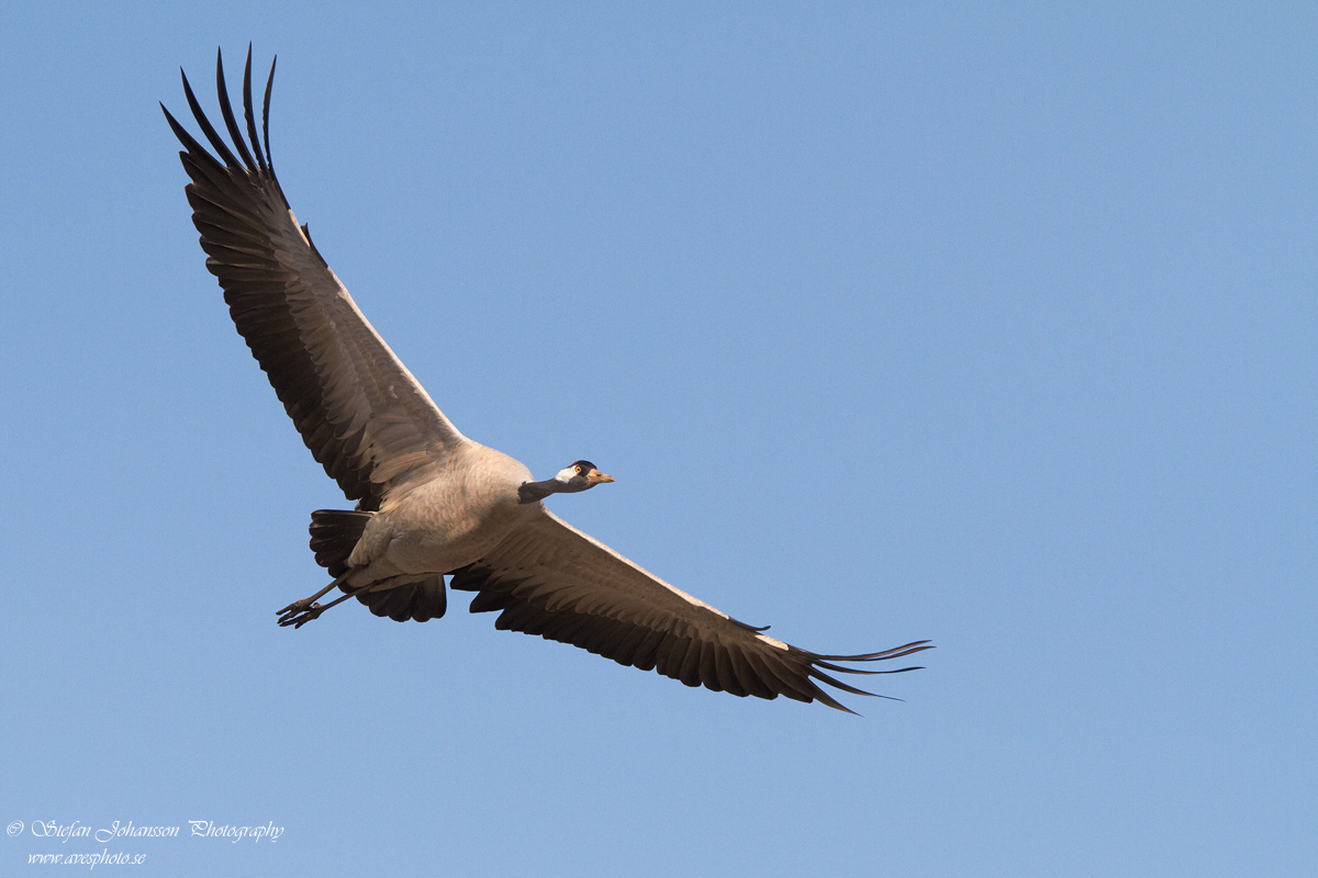 Trana / Crane Grus grus 