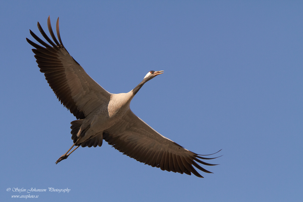 Trana / Crane Grus grus 