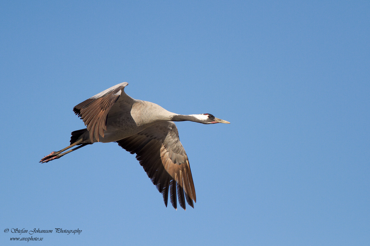 Trana / Crane Grus grus 