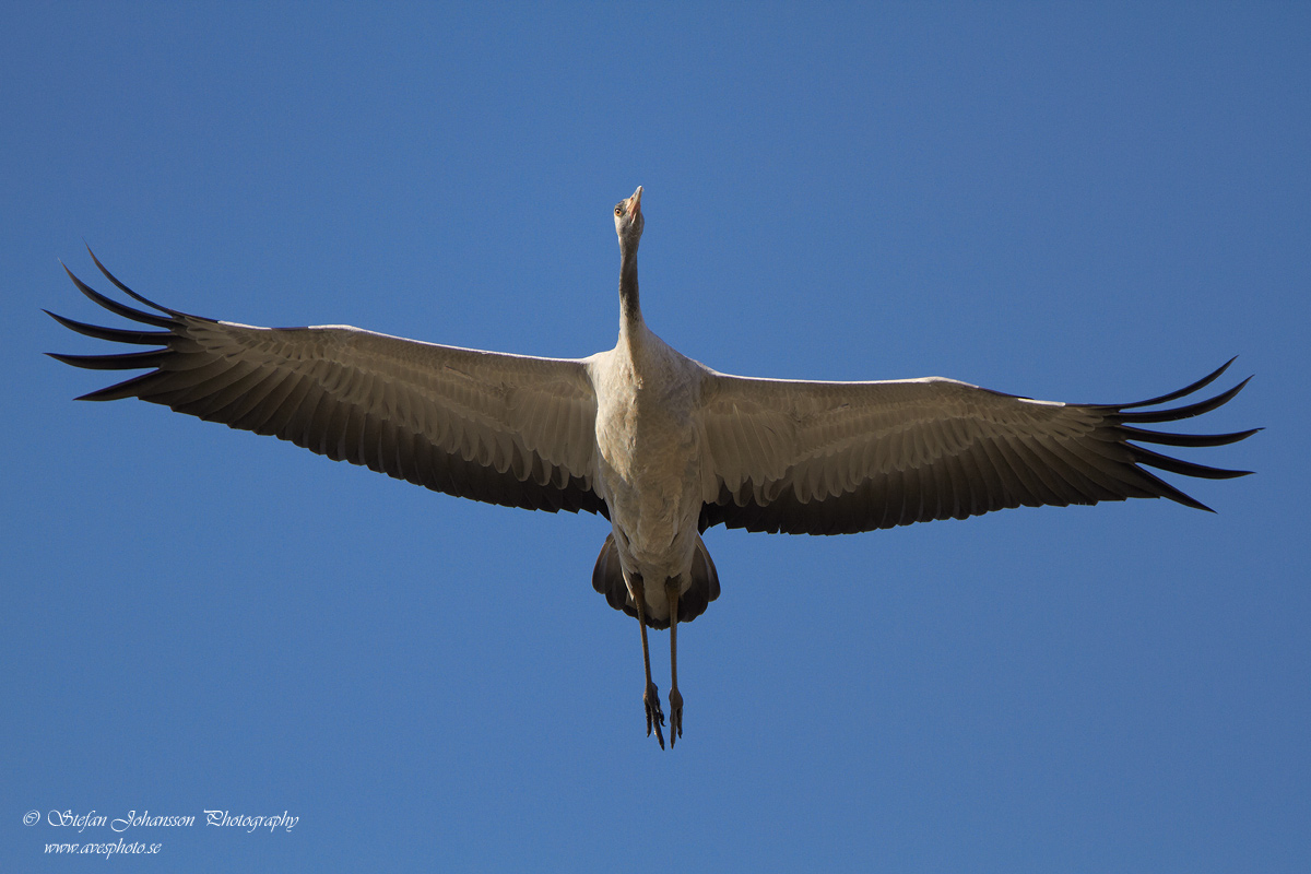 Trana / Crane Grus grus 