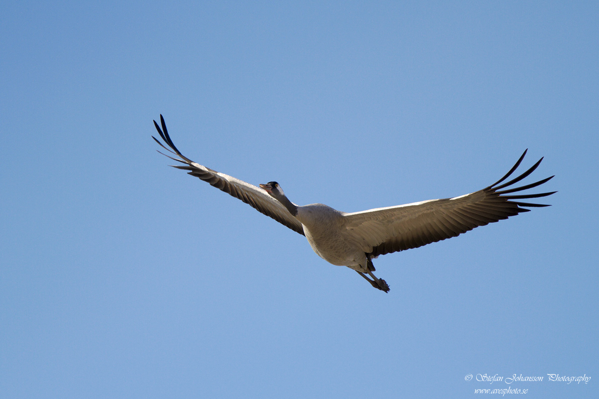 Trana / Crane Grus grus 