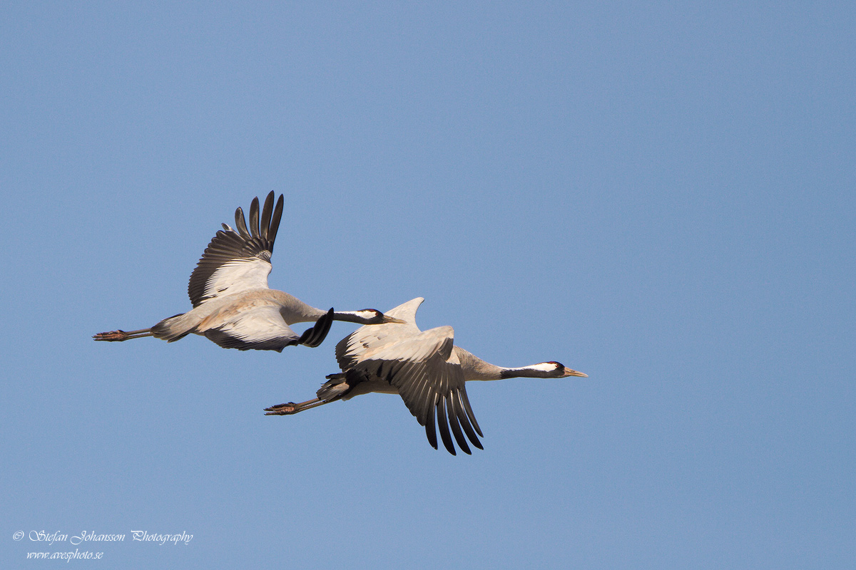 Trana / Crane Grus grus 