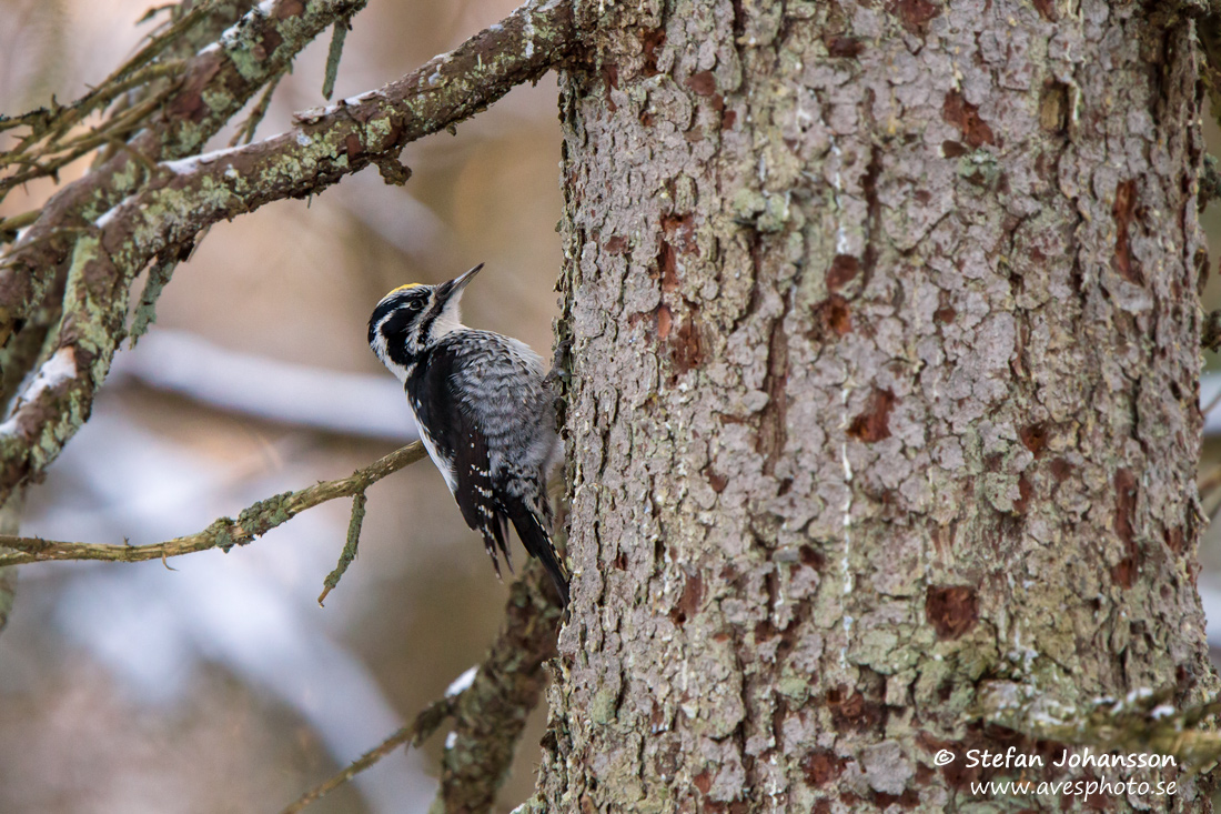 Tretig Hackspett / Three-toed Woodpecker Picoides tridactylus