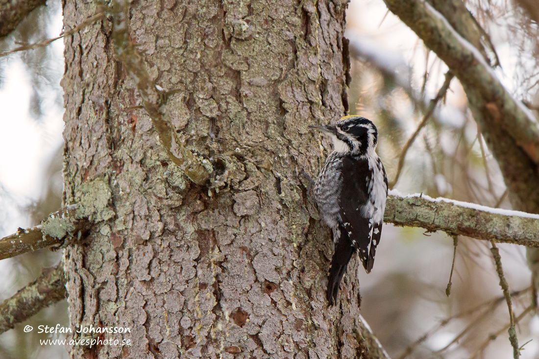 Tretig Hackspett / Three-toed Woodpecker Picoides tridactylus