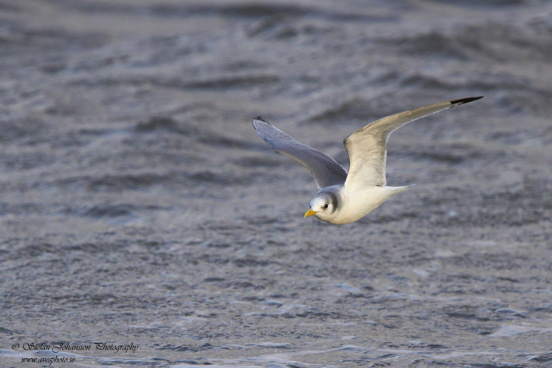 Tretig ms / Kittiwake Rissa tridactyla 