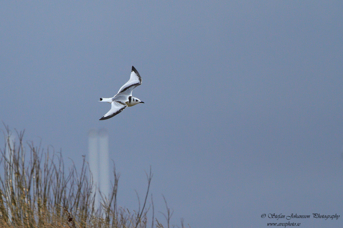 Tretig ms / Kittiwake Rissa tridactyla 