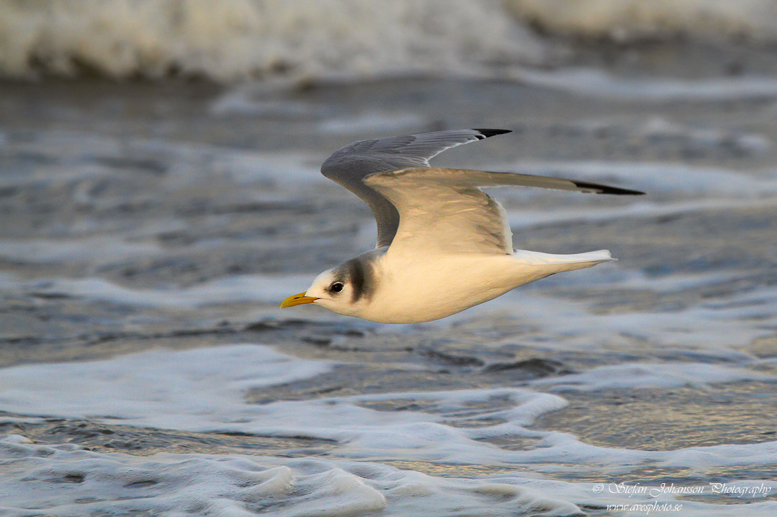 Tretig ms / Kittiwake Rissa tridactyla 