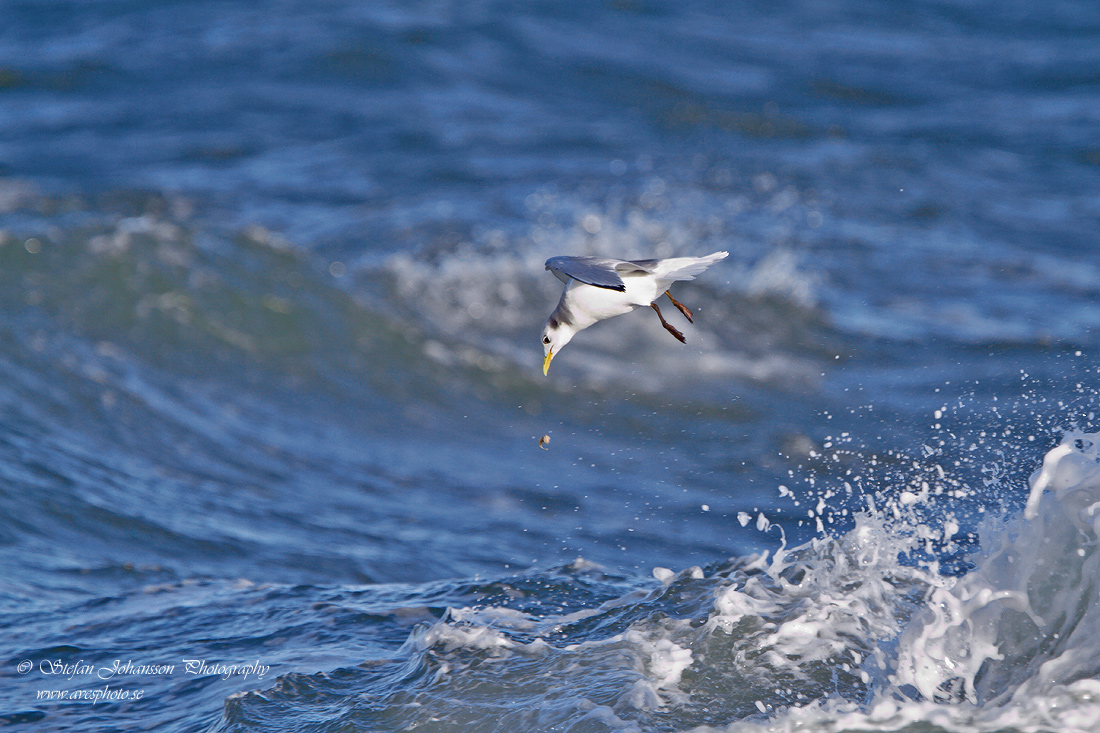 Tretig ms / Kittiwake Rissa tridactyla 