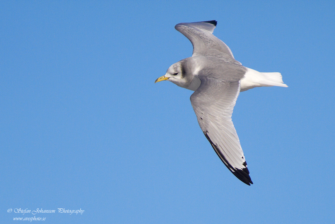 Tretig ms / Kittiwake Rissa tridactyla 