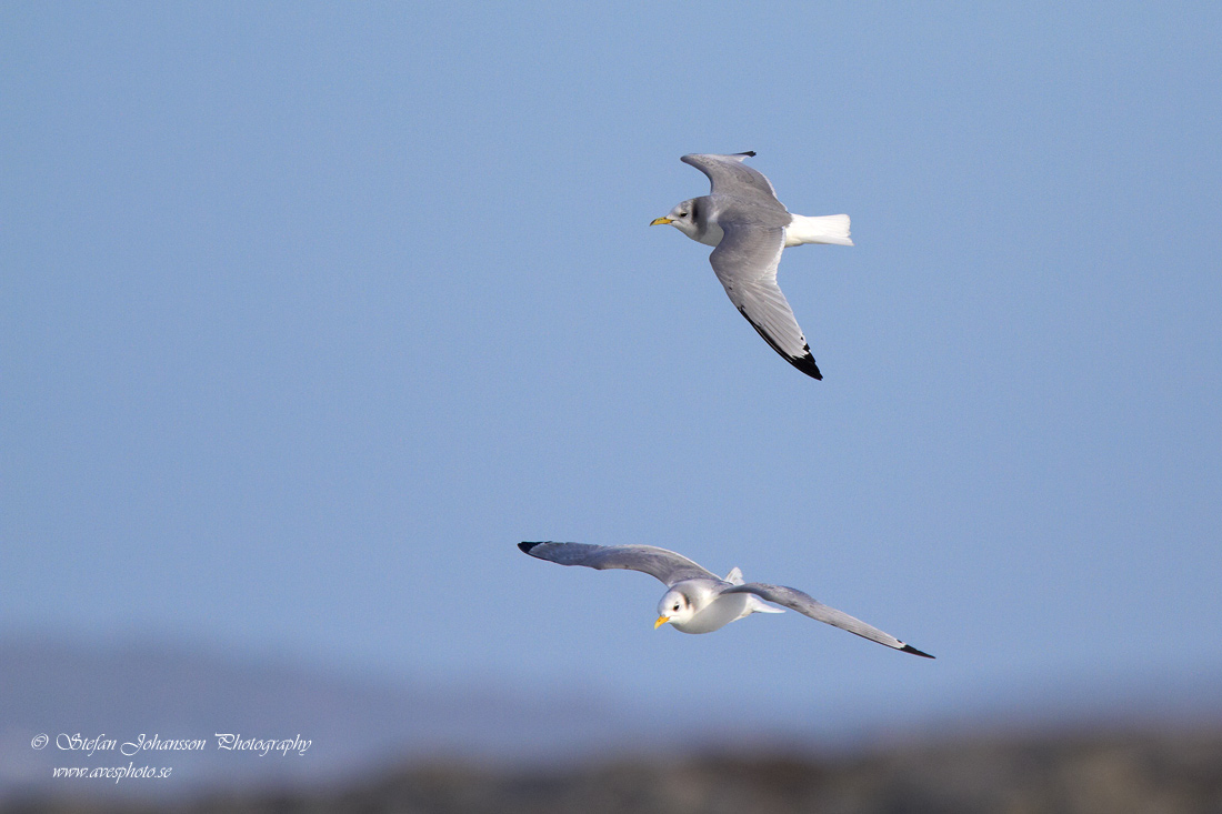 Tretig ms / Kittiwake Rissa tridactyla 